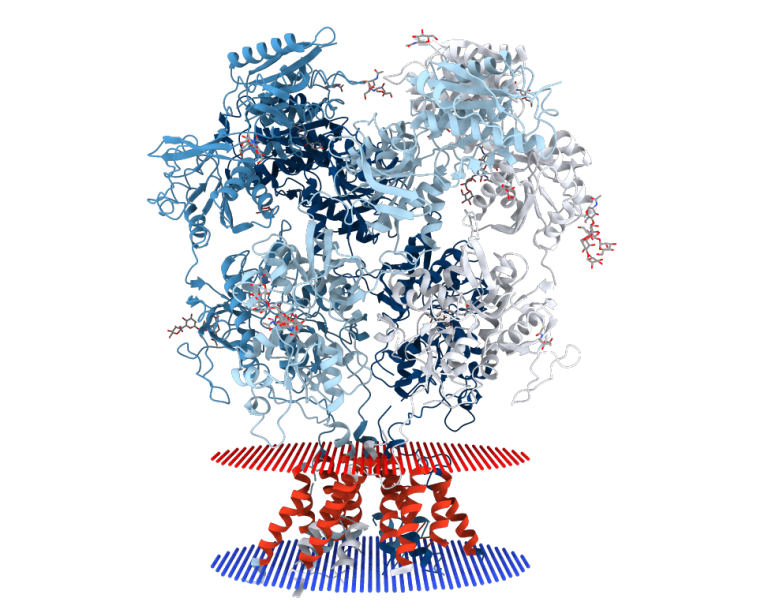 nmda-receptor-model