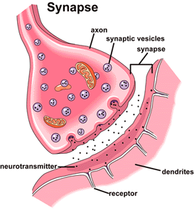 synapse